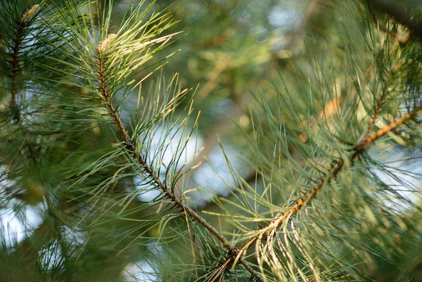 Pine branches against the background of the clear blue sky - Photo, Image