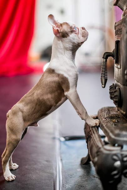 Εσωτερικη Boston terrier κουτάβι σε ένα studio στέκεται πάνω σε ξύλινη καίγοντας σόμπα - Φωτογραφία, εικόνα