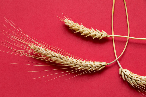Zralé pšenice na červeném pozadí detail - Fotografie, Obrázek