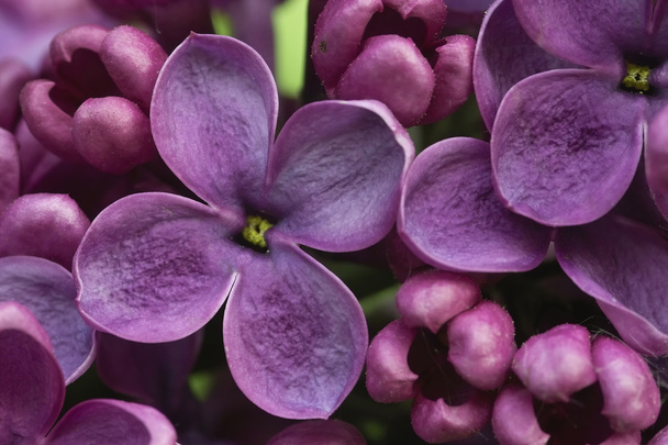 Red lilac - Photo, Image