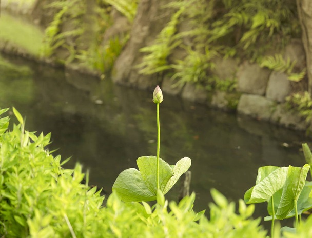 Hasuike Puesto de Koishikawa Korakuen Park en Tokio lleno de loto sagrado cuyos brotes están a punto de florecer
. - Foto, imagen