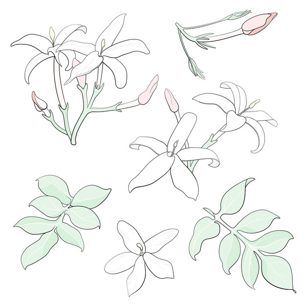 Jasmine flowers. Vector graphic illustration. - Vector, afbeelding
