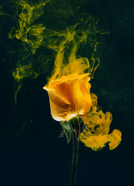 Yellow rose inside the water on the black background whith yellow acrylic paints. Watercolor style and abstract spring image of flower. - Foto, Imagen