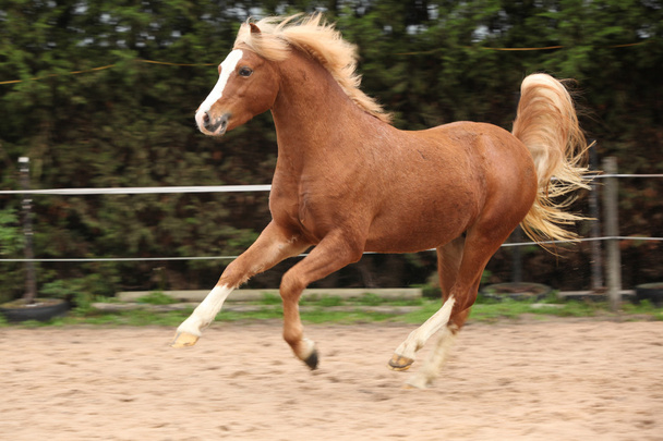 Gallese pony stallone castagno con capelli biondi
 - Foto, immagini