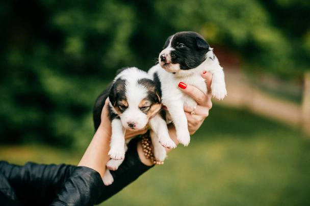cropped shot of woman holding little cute puppies on green blurred background  - Foto, Imagen