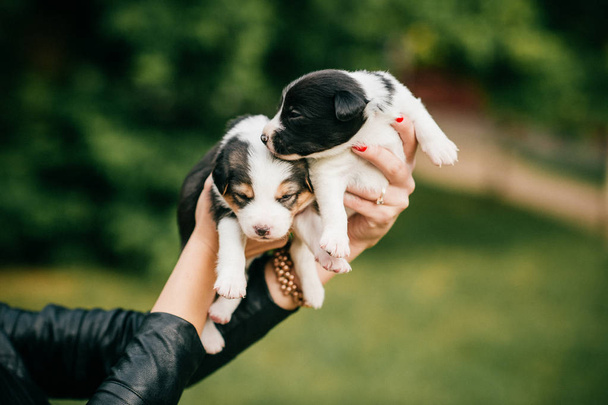 cropped shot of woman holding little cute puppies on green blurred background  - Fotó, kép