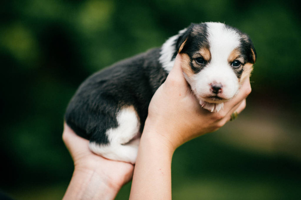 cropped shot of woman holding little puppy on green blurred background  - Фото, зображення