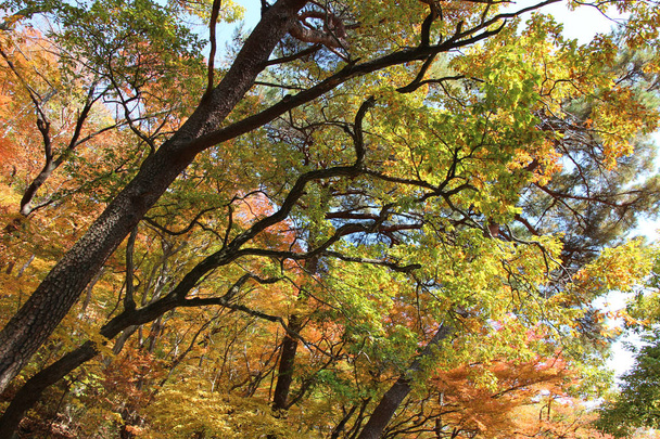 Vista de outono de folhas coloridas e galhos de árvores na floresta, Coreia do Sul
 - Foto, Imagem