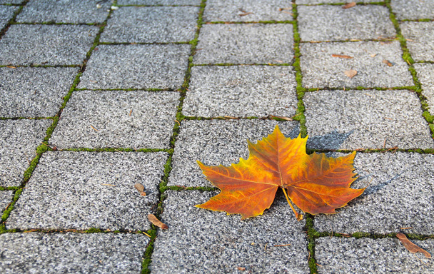 πορτοκαλί maple leaf αφορήσει τα pavage - Φωτογραφία, εικόνα