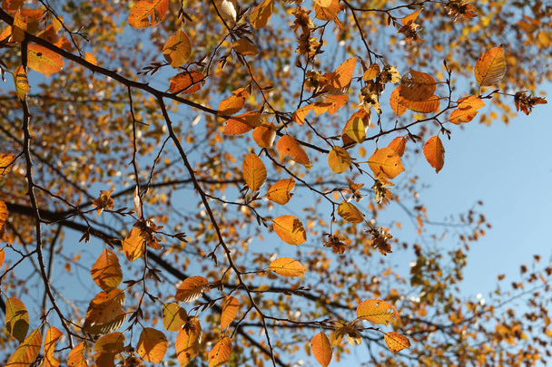 Colourful autumn leaves on blue sky, South Korea - Φωτογραφία, εικόνα
