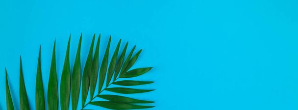 Creative flat lay top view of green tropical palm leaves on color paper background with copy space. Minimal tropical palm leaf plants summer concept template for your text or design - Foto, immagini
