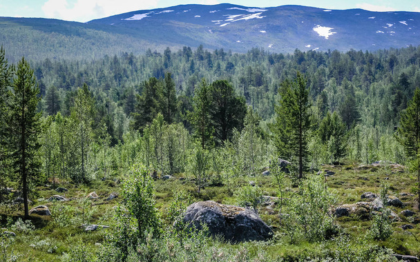 Ταξιδεύοντας στη Νορβηγία. Δάσος στα βουνά - Φωτογραφία, εικόνα