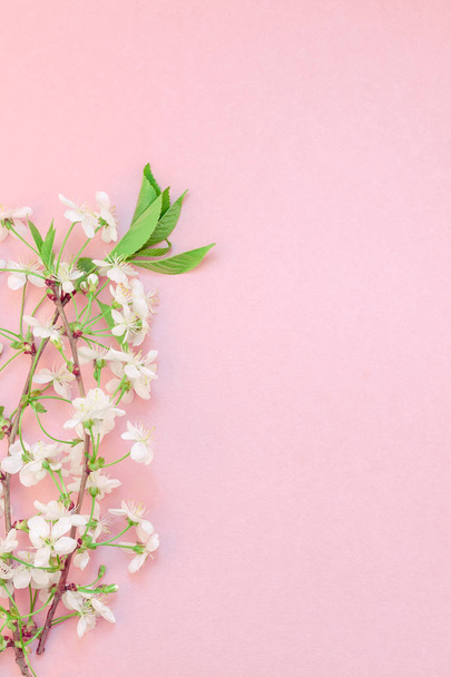 最小限のスタイル、文字、テキスト、またはあなたのデザインのテンプレート コピー スペースと千年のピンクの背景に桜の木から咲く花のブランチ フレームで創造的な平面図 - 写真・画像