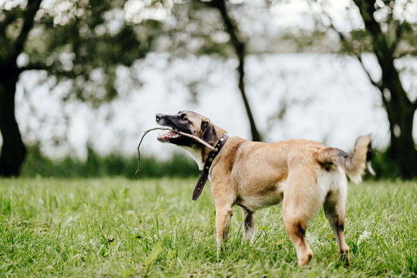 cute active dog in summer park - Фото, изображение