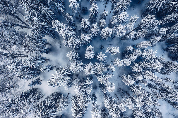 Вид с воздуха на покрытый снегом сосновый лес в горах зимой с большим количеством снега
. - Фото, изображение