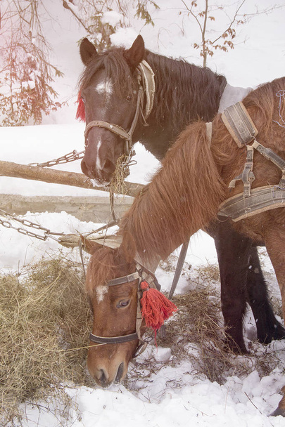 Horses in harness eat hay. Horses eating hay in a snow covered paddock in winter - Фото, зображення