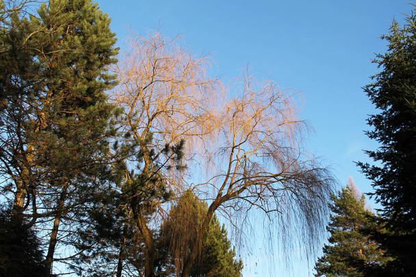 pins et saules nus à l'automne
 - Photo, image