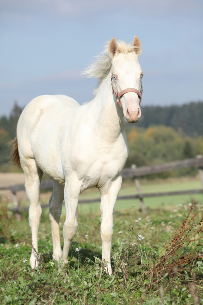 Érdekes albínó ló rózsaszín kötőfék - Fotó, kép