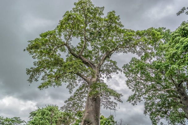 Viaggio attraverso le terre dell'Angola 2018: Vista con tipico paesaggio tropicale, baobab e altri tipi di vegetazione, cielo nuvoloso come sfondo
 - Foto, immagini