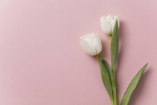 White tulip flowers on a pastel pink background - Valokuva, kuva