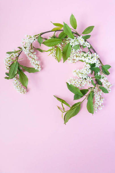 frame with blossom bird cherry on pink background. Copy spase - Zdjęcie, obraz