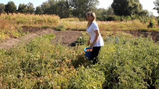 donna contadina in una t-shirt bianca solleva un grande secchio blu con pomodori e foglie dal giardino
 - Filmati, video