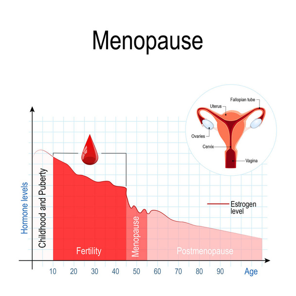 Gráfico da menopausa. Nível de estrogênio e envelhecimento. flutuação de hormônios que ocorre durante a menopausa. Menopausa como um estágio na vida das mulheres quando seus corpos perdem a capacidade de produzir hormônios suficientes para manter o corpo equilibrado e saudável. Vetor illus
 - Vetor, Imagem