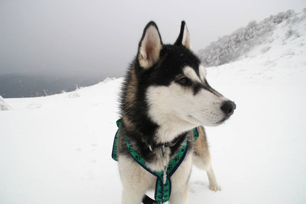 Husky pes běží v horách. Zasněžené vrcholky. Venčení psa. Pěší turistika. Vlk v Karpatech. Černá a bílá pes a sníh. - Fotografie, Obrázek