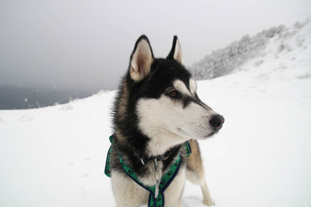 Husky-koira juoksee vuorilla. Lumiset huippukokoukset. Koiran ulkoiluttaminen. Patikoimaan. Susi karpaateissa. Musta ja valkoinen koira ja lumi
. - Valokuva, kuva