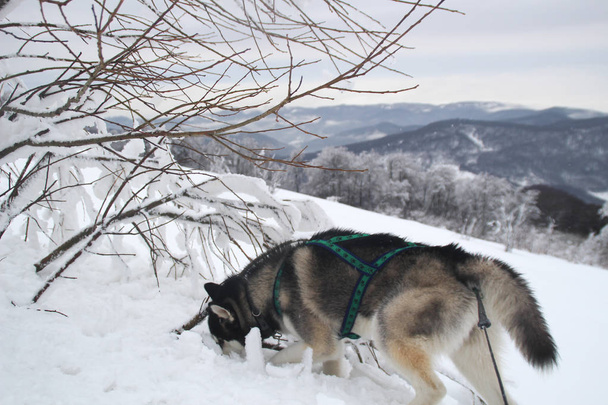 Husky pes běží v horách. Zasněžené vrcholky. Venčení psa. Pěší turistika. Vlk v Karpatech. Černá a bílá pes a sníh. - Fotografie, Obrázek