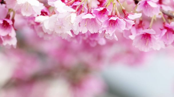 la flor de Sakura o flor de cerezo con hermoso fondo natural
 - Foto, Imagen