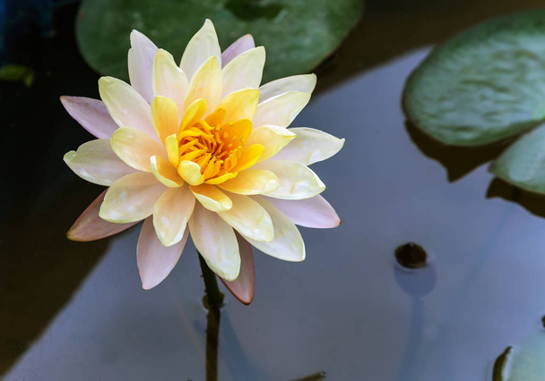 White Lotus Blossom Water Lily flower in the pool Spring flowers waterlily Green backgrounds - Foto, Imagen