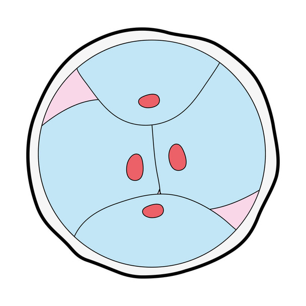 βιολογία κυττάρων εμβρύου γενετικές διαίρεση εικονογράφηση φορέα - Διάνυσμα, εικόνα
