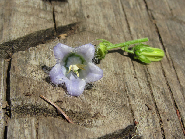 Lila szakállas harangvirág (Campanula barbata) feküdt egy régi fa törzse az erdő - Fotó, kép