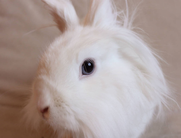 Small white cute rabbit - Photo, Image