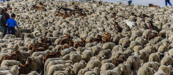 マドリッド、スペイン、2018 年 10 月 21 日 Calle アルカラ。2018 の移牧の祭り。羊の群れ. - 写真・画像