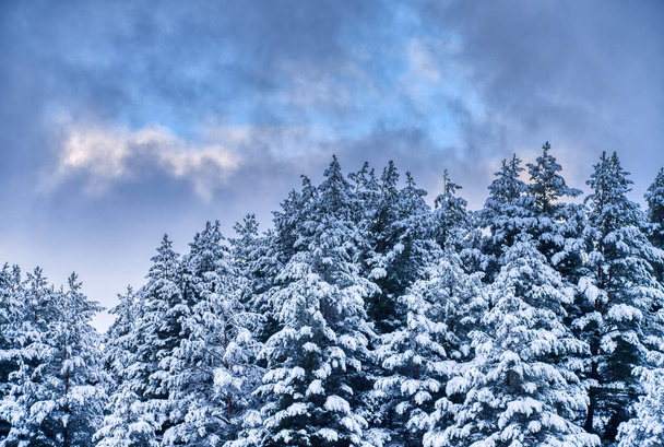 Escena de invierno con pinos naturales y nubes en el fondo
. - Foto, imagen