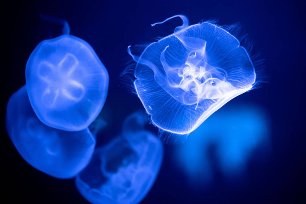 Jellyfish are pictured at the Shanghai Ocean Aquarium in Pudong, Shanghai, China, 19 January 2016. - Фото, изображение