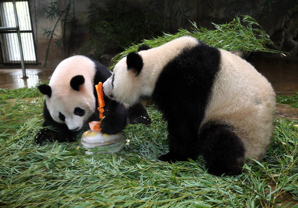 Giant panda twins Chengda and Chengxiao eat cake-shaped fodder during a celebration event for their fourth birthday at the Hangzhou Zoo in Hangzhou city, east China's Zhejiang province, 14 August 2015 - Photo, Image