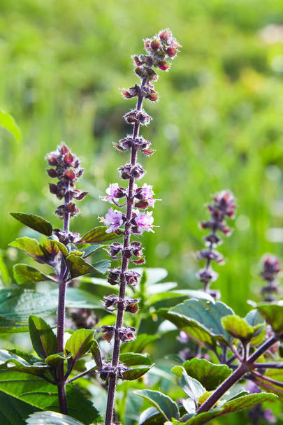 夏のシーズンの初めに晴れた日にサルビア ビーガンランドさん (森の賢人は、バルカンのサルビア) の紫の花. - 写真・画像