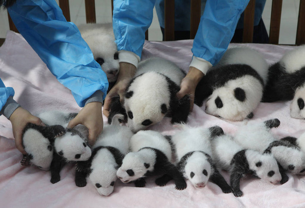 Chinesische Mitarbeiter platzieren vierzehn Panda-Junge in einer Krippe an der Chengdu-Forschungsbasis für die Zucht des Großen Pandas in der Stadt Chengdu, Provinz Sichuan im Südwesten Chinas, 23. September 2013 - Foto, Bild