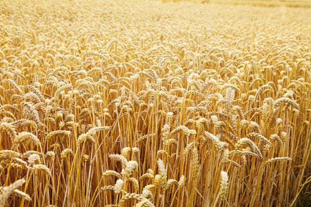 麦畑。黄金の小麦の耳をクローズ アップ。美しい風景です。早朝に田園風景。麦畑の熟した耳の背景。豊かな収穫のコンセプトです。コピー スペース.  - 写真・画像