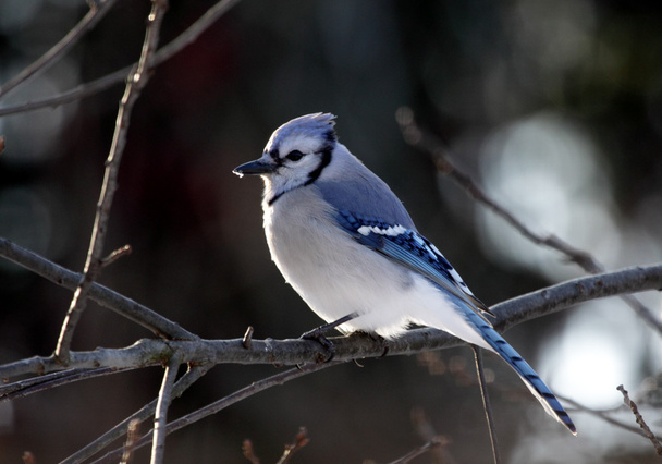 Perched Blue Jay - Photo, Image