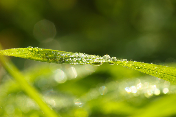 beautiful green grass with dew, close up - Foto, Imagen