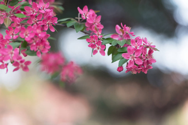 Flores sakura rosa em galhos cherrys primavera
 - Foto, Imagem