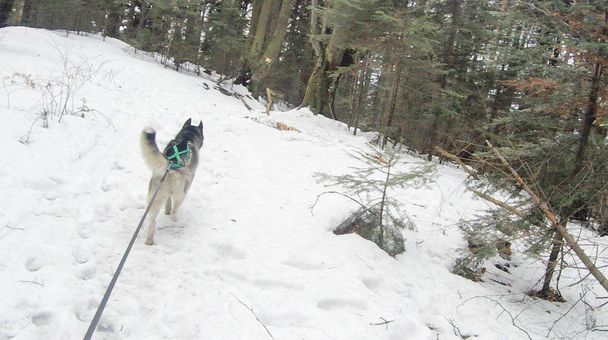 Dwa Husky w zimowym lesie. Psy są spacery i gry. Zimą drzewa i sosen w śniegu. Ukraińskie Karpaty. - Zdjęcie, obraz