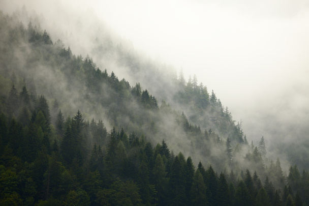 Niebla forestal
 - Foto, Imagen