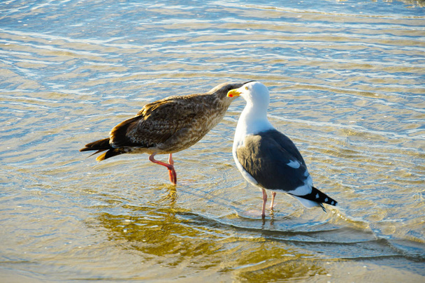 2 чайки на пляжі грають один з одним перед Вечерние. Каліфорнії, Сан-Дієго, La Jolla пляж - Фото, зображення