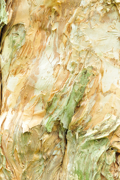paperbark tree texture - Foto, Imagen