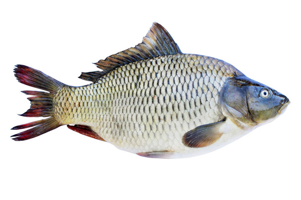 Grande carpe de poisson d'eau douce isolée sur fond blanc
 - Photo, image